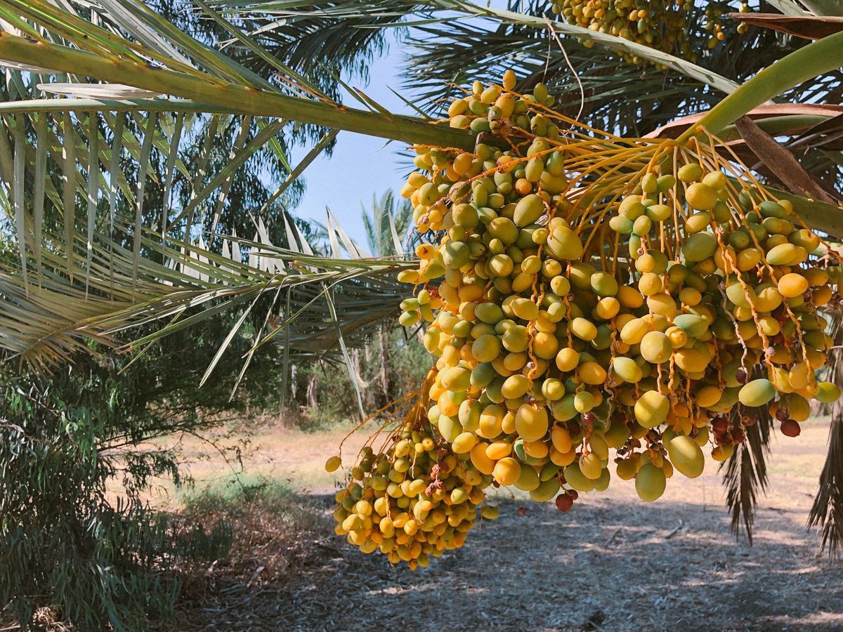 Kafile Kareleri — 14